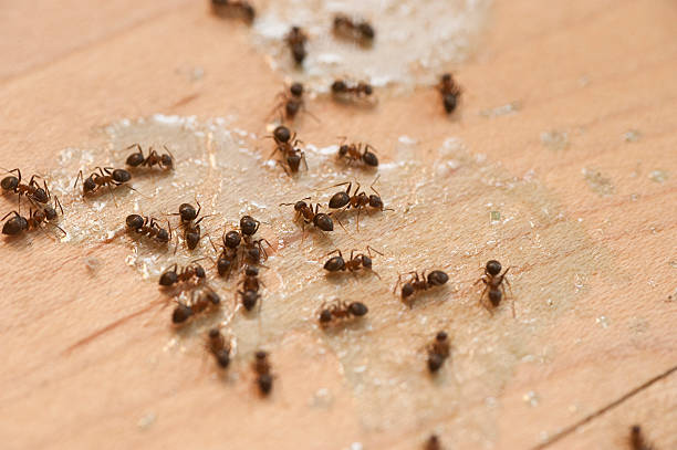 Best Best Pest Control Companies  in Tomahawk, WI
